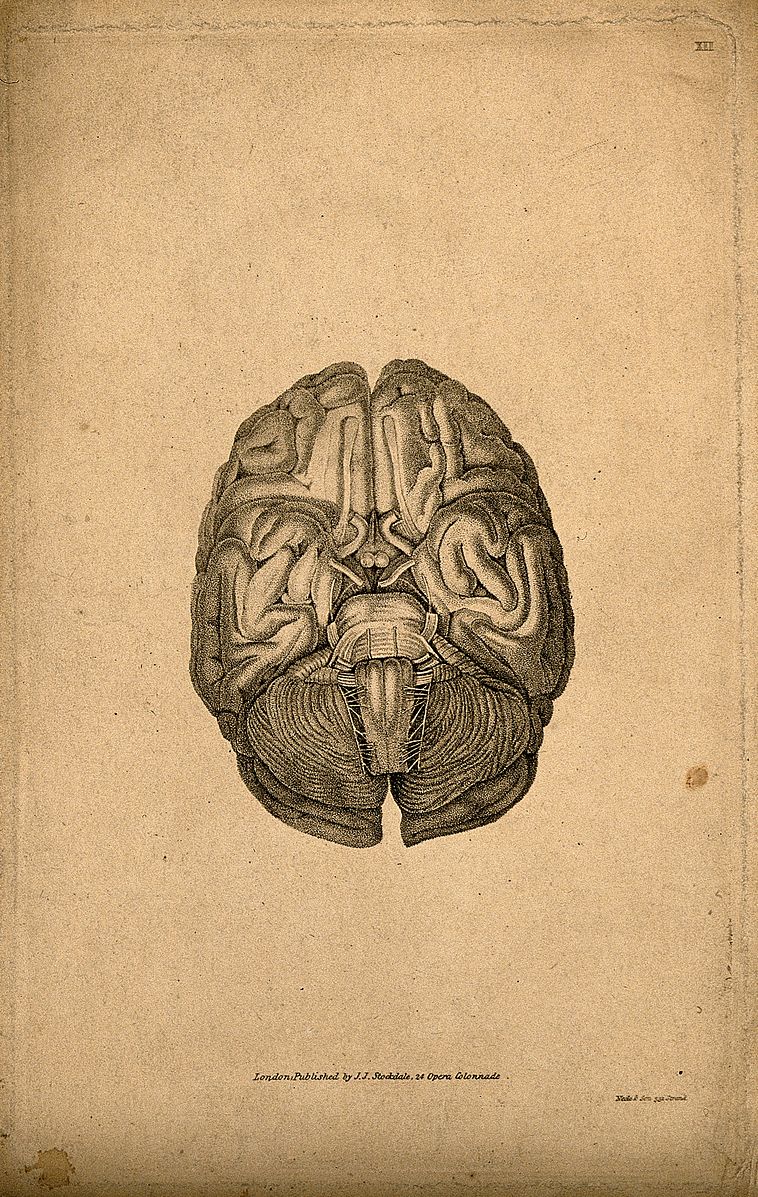  Base of the brain. Stipple engraving by Neele & Son, 1810/18 